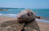 Туры в отель Angel Villa - Exotic Holidays in Private Villa Near Beach
