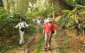 Туры в отель Spicetree Munnar