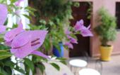 Туры в отель Riad Al Badia