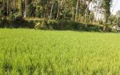 Туры в отель Ubud Batik Villa - Adults Only