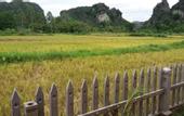 Туры в отель Tam Coc Green Garden Bungalow