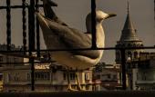 Туры в отель GALATA M84 Hotel