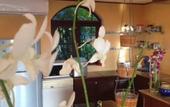 Туры в отель Ever Dreamed of staying in a 2 Bedroom Castle SDV044C - By Samui Dream Villas