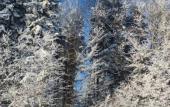 Туры в отель Pihtovyij Bor Park-hotel