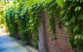 Туры в отель Forest Guest House