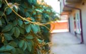 Туры в отель Forest Guest House