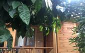Туры в отель Halil Bungalow Villa