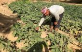Туры в отель Eco Nubia Ecolodge