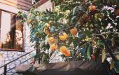 Туры в отель El Platano Guest House