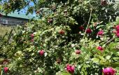 Туры в отель Amalfi Guest House