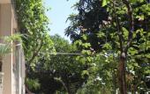 Туры в отель Citrus Tree Guest house