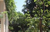 Туры в отель Citrus Tree Guest house