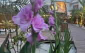 Туры в отель Little Palm Hotel