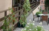 Туры в отель Villa Boutique Hotel Lime