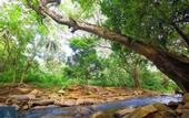 Туры в отель Forest Face Lodge