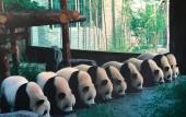 Туры в отель Shanghai Vintage Hotel Disneyland Branch