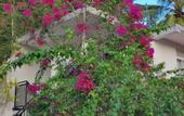 Туры в отель Flower shade villa