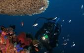 Туры в отель ABWonderdive Beach Resort