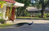 Туры в отель Happy Valley Residence Unawatuna