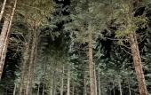 Туры в отель Dombay Paradise Guest House