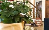Туры в отель Summer Glow Guest - Nuwara Eliya