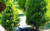 Туры в отель Alashara Guest House