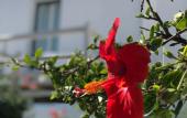 Туры в отель Andriani's Guest House