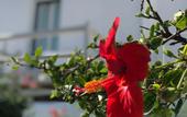 Туры в отель Andriani's Guest House