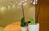 Туры в отель Hotel Florescente