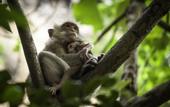 Туры в отель Railay Garden View Resort