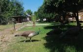 Туры в отель Kara Kedi Beach Bungalow