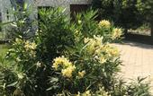 Туры в отель Apsua Villa