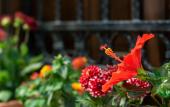 Туры в отель Flores Alacati Hotel