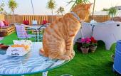 Туры в отель Pyramids paradise hotel
