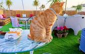 Туры в отель Pyramids paradise hotel