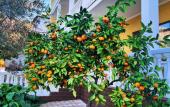 Туры в отель Meri Mini-Hotel