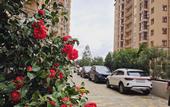 Туры в отель Sochihome Novaya Zarya Apartments