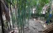 Туры в отель Bamboo Garden living quarters