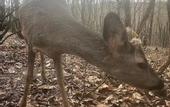 Туры в отель Polonezkoy Country Club & Accommodation in the Wildlife Park!