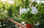 Туры в отель Boutique Hotel Elysium