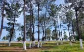 Туры в отель Sosnovy Bor Resort