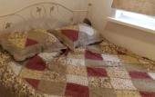 Туры в отель Odnokomnatnaya na Ulitse Abazgaa 43/1 Flat
