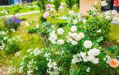 Туры в отель Skala Parus Alt Apartments