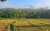Туры в отель Sinharaja Serenity Retreat