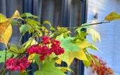Туры в отель Pod Zvezdami Standart Cottage