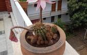 Туры в отель Akdeniz Pansiyon Bed&Breakfast