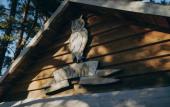 Туры в отель Toropolis Recreation Camp