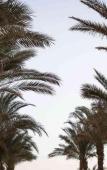 Туры в отель Acel Beach Resort