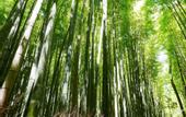 Туры в отель Wander Kyoto Nanajo