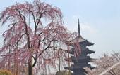 Туры в отель Wander Kyoto Nanajo